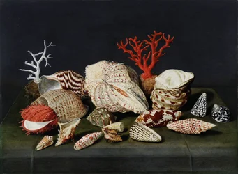 Naturaleza muerta con conchas y coral